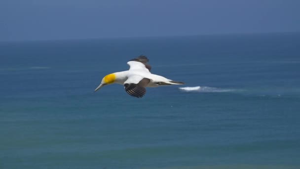 Seguimiento de un ave Gannet volando, frente a la costa — Vídeo de stock