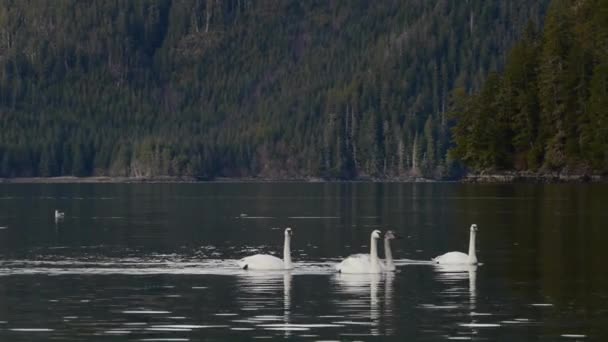 美洲野天鹅游泳 — 图库视频影像