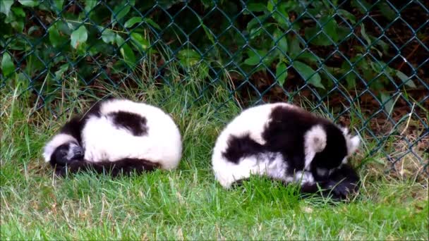 Twee zwart-witte vari Maki's in hun dierentuin-tentoonstelling — Stockvideo