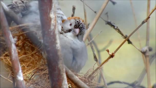 Två manliga Långstjärtad paradise whydahs i deras eklipsdräkt — Stockvideo