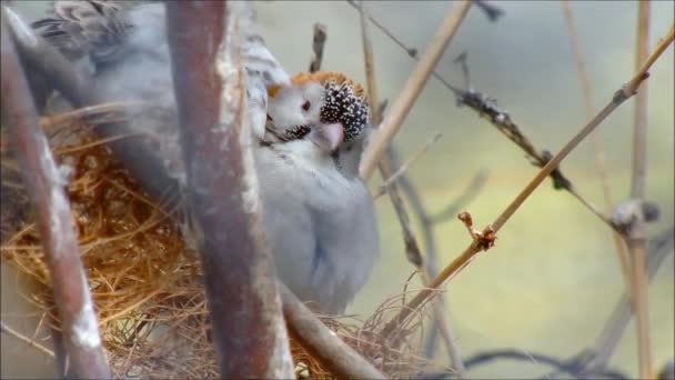 Twee mannelijke lange-tailed paradijs whydahs in hun verenkleed eclipse — Stockvideo