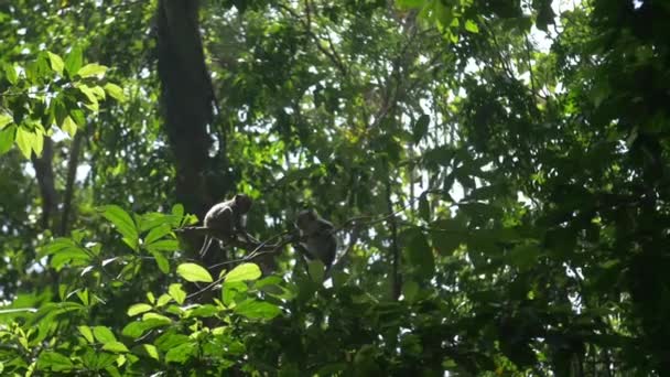 Twee Makaken klimmen onder lommerrijke groene takken — Stockvideo