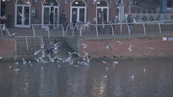 Dos personas alimentan gaviotas junto a un río — Vídeos de Stock