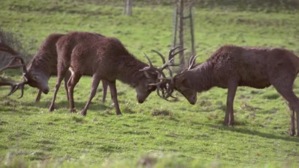 Deux cerfs s'engageant dans une ornière — Video