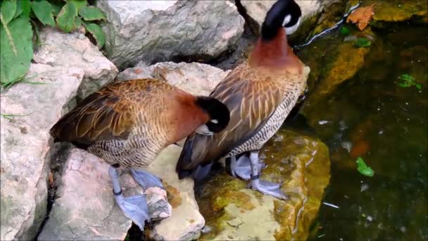 Две белолицые свистящие утки чистят себя на камнях — стоковое видео