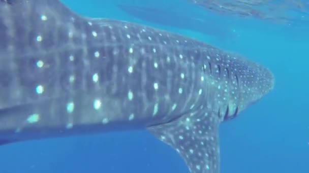 Tiburón ballena alimentándose de plancton frente a la costa — Vídeo de stock