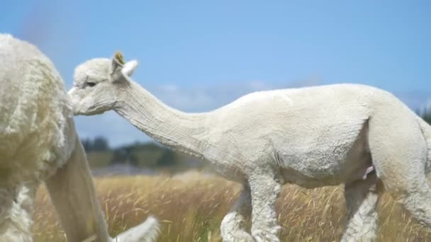Alpaga blanc marchant dans une prairie — Video