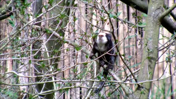 Marmoset de cabeza blanca sentado entre ramas — Vídeos de Stock