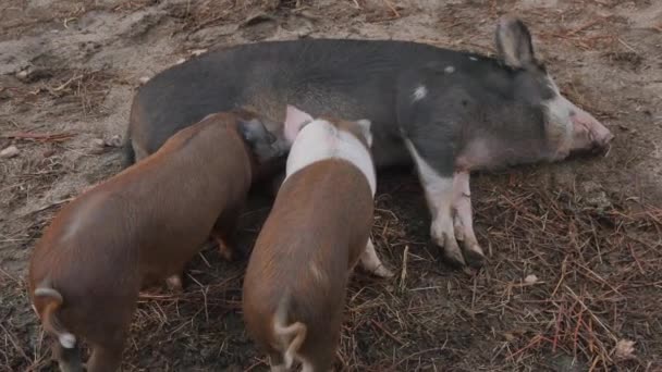 Cerdos jóvenes alimentándose de su madre — Vídeo de stock