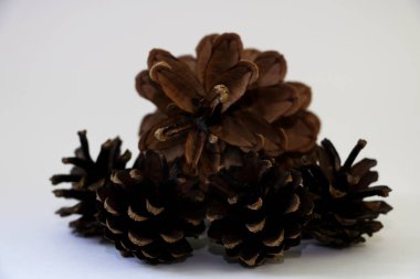 Beyaz arkaplanda çam kozalakları izole