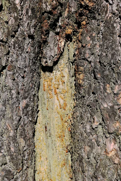 Ein Stamm ist ein Baum, der nicht vollständig mit Rinde bedeckt ist, auf der sich Harz befindet. Hintergrund — Stockfoto