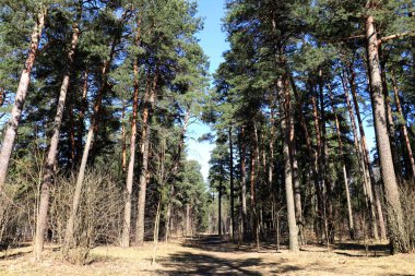 Yeşil orman ışık mavi gökyüzü karşı. Arka plan