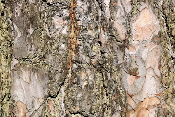 Textur der Rinde eines Baumes. nahtlose Textur. Hintergrund — Stockfoto