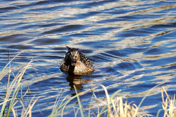 Eine graue Ente schwimmt in der Nähe der Büsche im See — Stockfoto