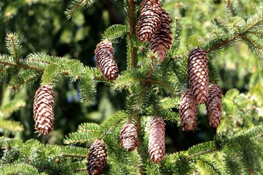 Büyük diken üstünde parlak bir yeşil çam dalı