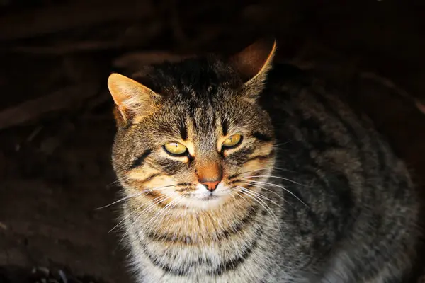 Un bellissimo gatto di campagna con gli occhi verdi — Foto Stock