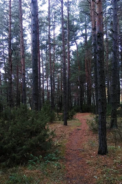 Вид на лес в хвойном зеленом лесу — стоковое фото