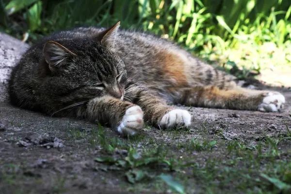 güzel kedi gözlerini kapatma çim üzerinde yalan