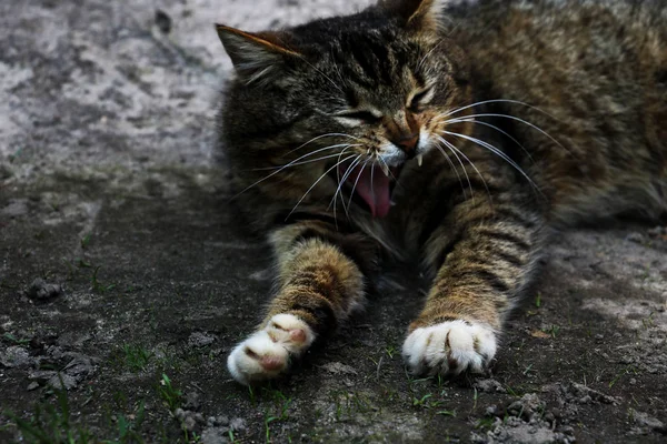 Bel gatto sdraiato sull'erba aprendo la bocca larga con grandi denti — Foto Stock