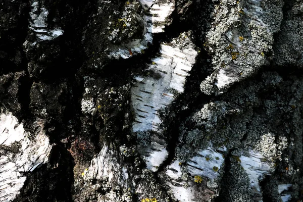 Küçük yosun kaplı ahşap, huş ağacı, kabuk