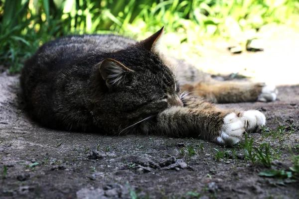 güzel kedi gözlerini kapatma çim üzerinde yalan