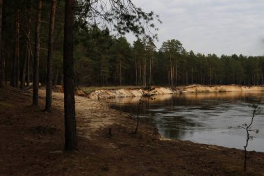 Nehir boyunca güzel bir gökyüzü ile orman dik banka