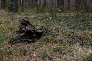kökleri ormandaki çimlenme ile eski güdük