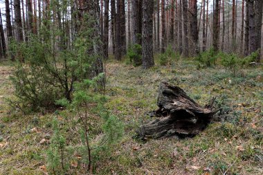 kökleri ormandaki çimlenme ile eski güdük