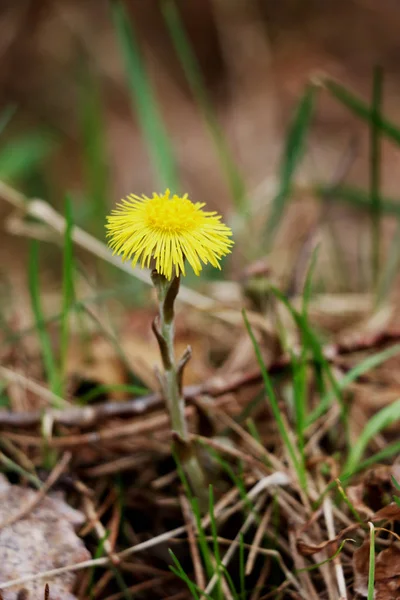 Uma pequena flor amarela rompe folhas secas — Fotografia de Stock