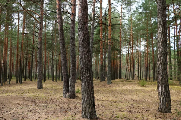 Büyük bir nadir Ladin orman görünümünü — Stok fotoğraf