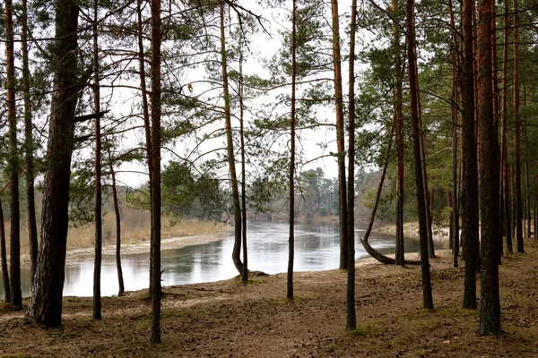 Вид на редкий лес и голубое озеро — стоковое фото