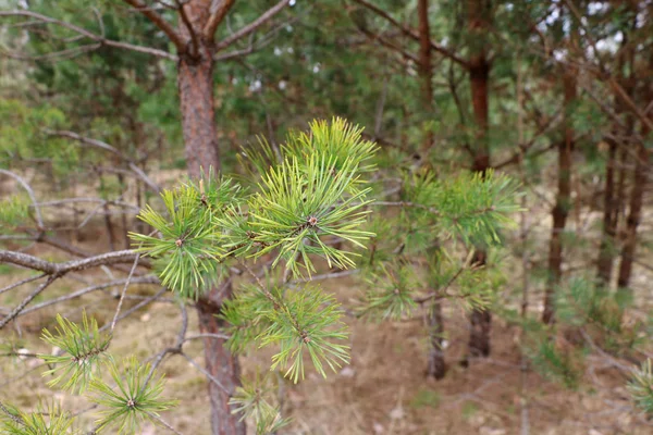 Pine gren med stora gröna nålar under våren — Stockfoto
