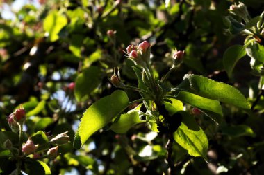 güneşli bir bahar ya da yaz çiçek açması ağaç