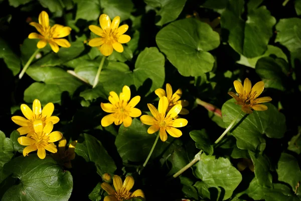 Klargula blommor med stora blad — Stockfoto