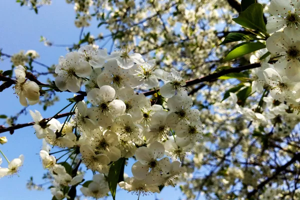 Rama Del Árbol Que Florece Primavera Verano — Foto de Stock