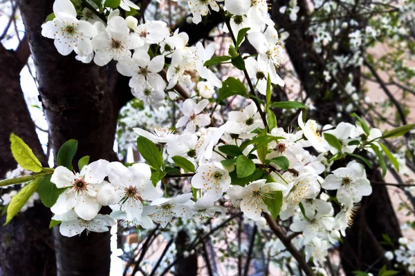 Ramo Uma Árvore Florescente Primavera Verão — Fotografia de Stock