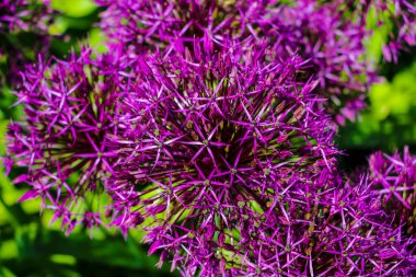 Güzel mor çiçekler Allium giganteum, çeşitleri Globemaster.