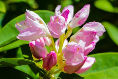 Bahar bahçesinde çiçek açan Rhododendron. Güzel pembe Rhododendron yakın çekim.
