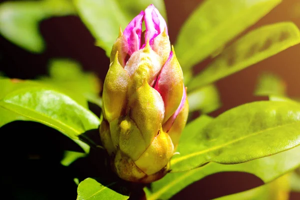 Grote bloemknoppen en groene rododendron bladeren. Ongeopende rododendron knoppen close-up. — Stockfoto