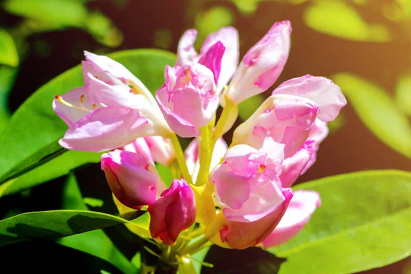 Rhododendron bloeiende bloemen in de voorjaarstuin. Mooie roze Rhododendron close up. — Stockfoto