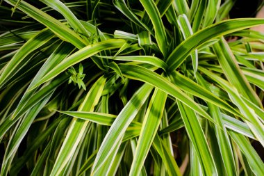 Su damlalı yeşil çimen. Arkaplan doğası