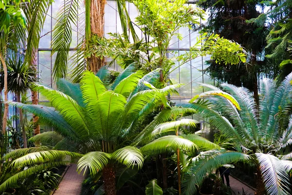 Tropik olmayan bir parkta palmiye ağaçları. Doğa — Stok fotoğraf
