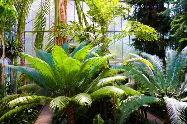 Palmeras en un parque subtropical. Naturaleza — Foto de Stock