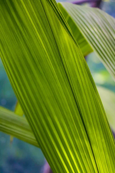 Foto macro natural con fragmento de hoja verde tropical . — Foto de Stock