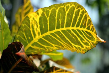 Renkli çiçek yapraklarının yakın plan, arka plan.