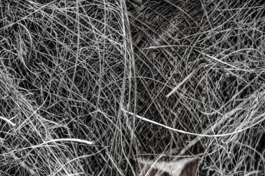 Trachycarpus fortune ağacının gövdesine yakın..