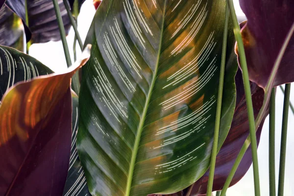 Anthurium mit grünem Blatthintergrund. Nahaufnahme von Blättern. — Stockfoto