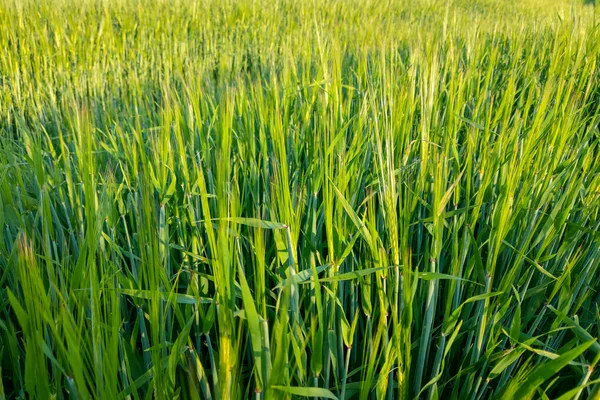 Vista superior em um campo jovem verde, trigo, grãos, fundo . — Fotografia de Stock