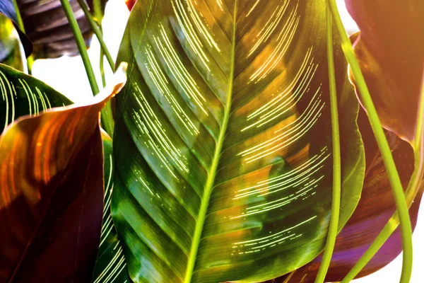 Anthurium con fondo de hoja verde. Primer plano de las hojas . — Foto de Stock