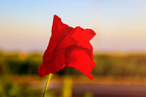 Campo de flores Poppy. Paisagem rural com flores vermelhas selvagens . — Fotografia de Stock